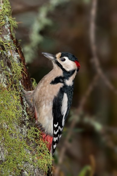 Picchio rosso maggiore - Great spotted woodpecker (Dendrocopos major)