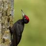 Picchio nero - Black woodpecker (Dryocopus martius)