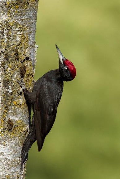 Picchio nero - Black woodpecker (Dryocopus martius)