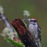 Downy woodpecker (Dryobates pubescens)