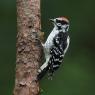 Downy woodpecker (Dryobates pubescens)