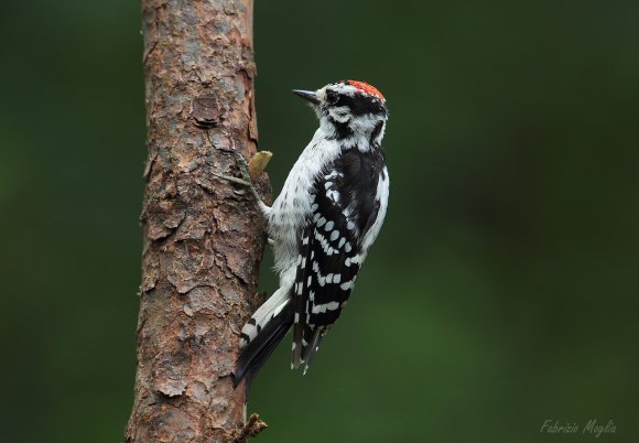 Downy woodpecker (Dryobates pubescens)