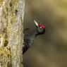 Picchio nero - Black woodpecker (Dryocopus martius)