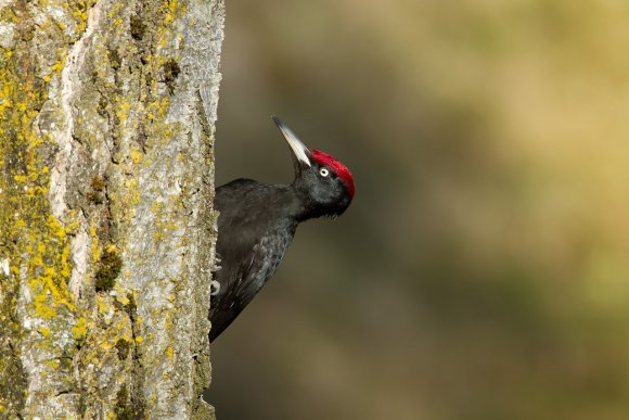 Picchio nero - Black woodpecker (Dryocopus martius)