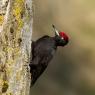 Picchio nero - Black woodpecker (Dryocopus martius)