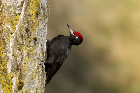 Picchio nero - Black woodpecker (Dryocopus martius)