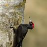 Picchio nero - Black woodpecker (Dryocopus martius)