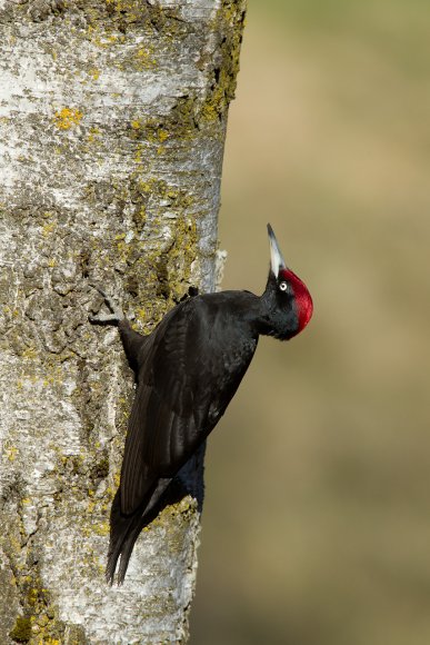 Picchio nero - Black woodpecker (Dryocopus martius)