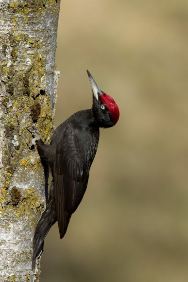 Picchio nero - Black woodpecker (Dryocopus martius)