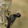 Picchio nero - Black woodpecker (Dryocopus martius)