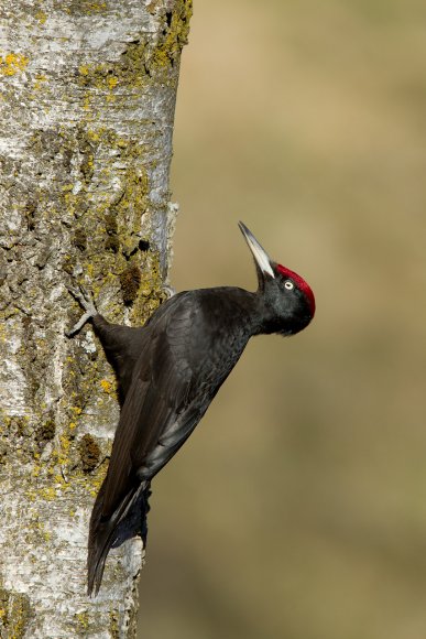 Picchio nero - Black woodpecker (Dryocopus martius)