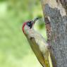 Picchio verde - Eurasian Green Woodpecker (Picus viridis)