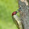 Picchio verde - Eurasian Green Woodpecker (Picus viridis)