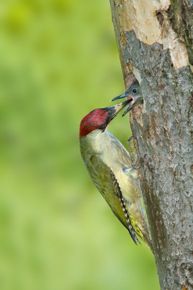 Picchio verde - Eurasian Green Woodpecker (Picus viridis)