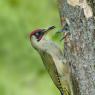 Picchio verde - Eurasian Green Woodpecker (Picus viridis)