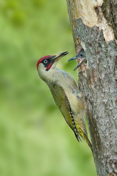 Picchio verde - Eurasian Green Woodpecker (Picus viridis)