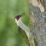 Picchio verde - Eurasian Green Woodpecker (Picus viridis)