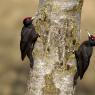 Picchio nero - Black woodpecker (Dryocopus martius)