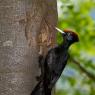 Picchio nero - Black woodpecker (Dryocopus martius)