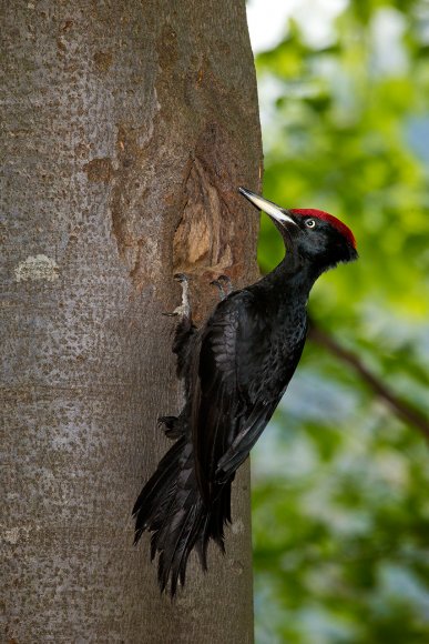 Picchio nero - Black woodpecker (Dryocopus martius)