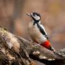 Picchio rosso maggiore - Great spotted woodpecker (Dendrocopos major)