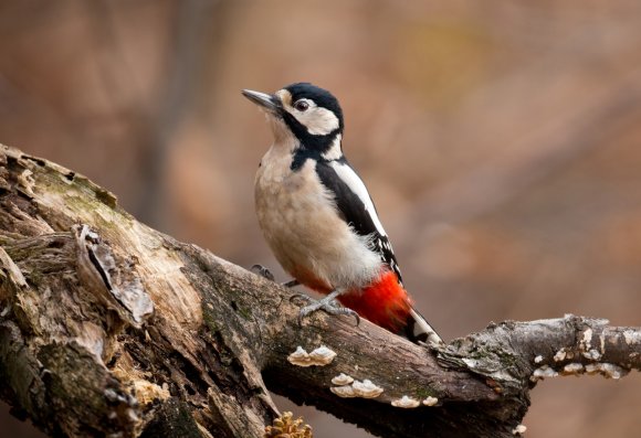 Picchio rosso maggiore - Great spotted woodpecker (Dendrocopos major)