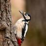 Picchio rosso maggiore - Great spotted woodpecker (Dendrocopos major)