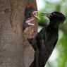 Picchio nero - Black woodpecker (Dryocopus martius)