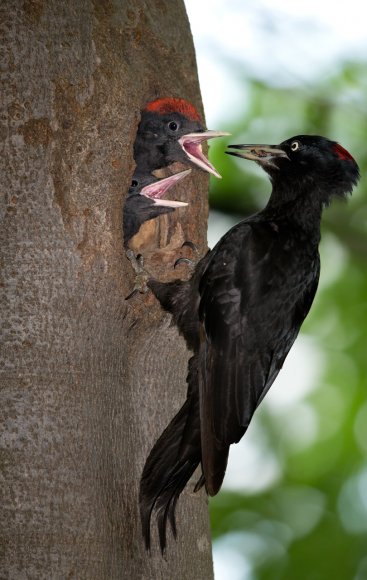 Picchio nero - Black woodpecker (Dryocopus martius)