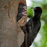 Picchio nero - Black woodpecker (Dryocopus martius)