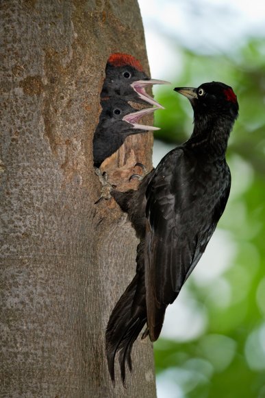 Picchio nero - Black woodpecker (Dryocopus martius)