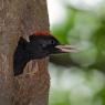 Picchio nero - Black woodpecker (Dryocopus martius)