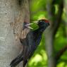 Picchio nero - Black woodpecker (Dryocopus martius)