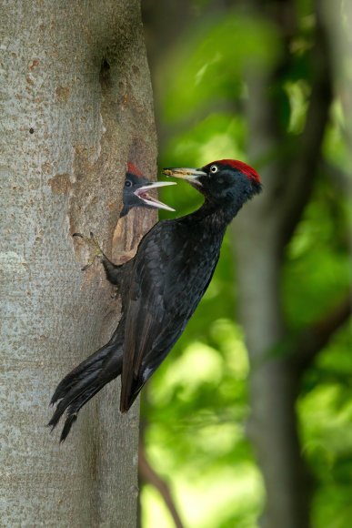 Picchio nero - Black woodpecker (Dryocopus martius)