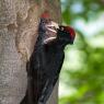 Picchio nero - Black woodpecker (Dryocopus martius)