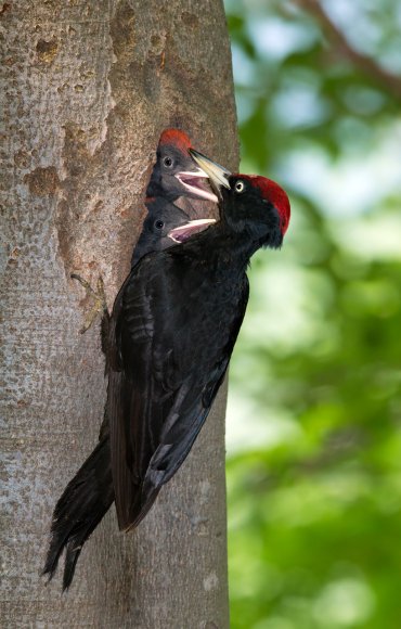 Picchio nero - Black woodpecker (Dryocopus martius)