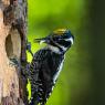 Picchio tridattilo - Three toad woodpecker (Picoides tridactylus)