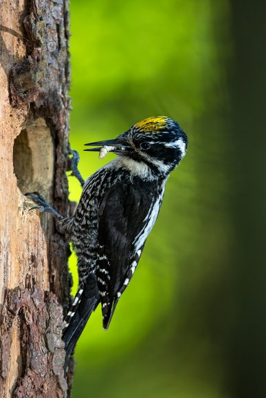 Picchio tridattilo - Three toad woodpecker (Picoides tridactylus)