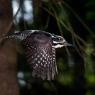 Picchio tridattilo - Three toad woodpecker (Picoides tridactylus)