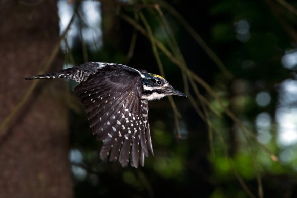 Picchio tridattilo - Three toad woodpecker (Picoides tridactylus)