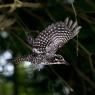 Picchio tridattilo - Three toad woodpecker (Picoides tridactylus)