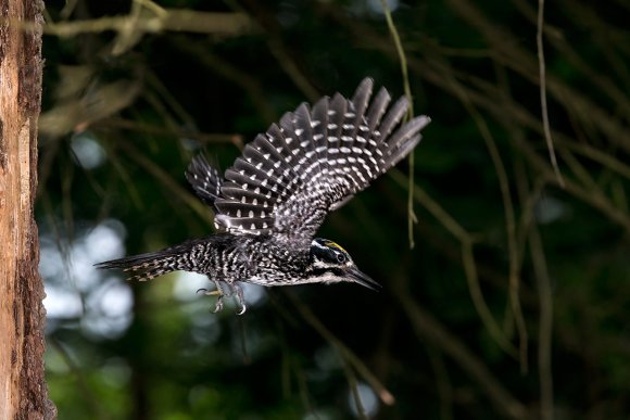 Picchio tridattilo - Three toad woodpecker (Picoides tridactylus)