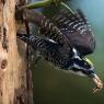 Picchio tridattilo - Three toad woodpecker (Picoides tridactylus)