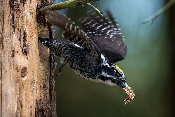 Picchio tridattilo - Three toad woodpecker (Picoides tridactylus)