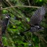 Picchio tridattilo - Three toad woodpecker (Picoides tridactylus)