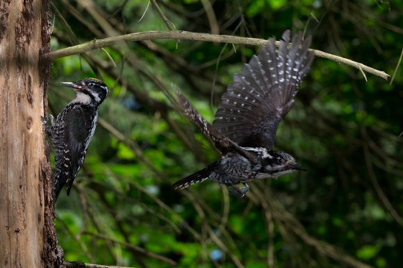 Picchio tridattilo - Three toad woodpecker (Picoides tridactylus)