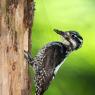 Picchio tridattilo - Three toad woodpecker (Picoides tridactylus)