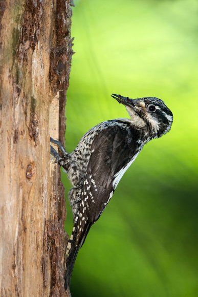 Picchio tridattilo - Three toad woodpecker (Picoides tridactylus)