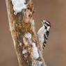 Downy woodpecker (Dryobates pubescens)