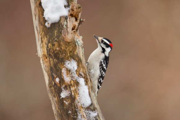 Downy woodpecker (Dryobates pubescens)